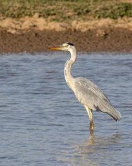 Great European heron in the lake watching for fish.