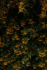 Pyracantha bush with vibrant orange berries and green leaves creating a dense natural background
