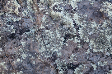Lichen-weathered basalt / biological weathering. Napili Bay, West Maui, Hawaii. Lava flows, Honolua Volcanics ( Pleistocene ), West Maui Volcano.

