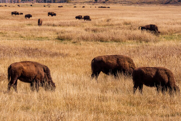  A small herd of American Bison (Bison bison) graze brown autumn grass on the October prairie  