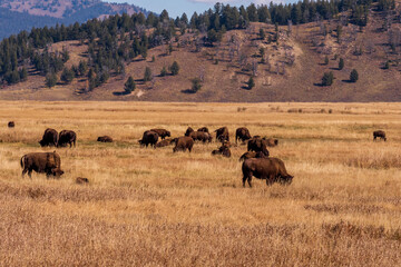  A small herd of American Bison (Bison bison) graze on the prairie under a blue sky with scattered clouds, The landscape has a plateau with a blue sky and white clouds overhead