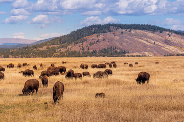 American Bison (Bison bison) graze on the prairie under a blue sky with scattered clouds, The landscape has a small hill in the background, covered wih sparse trees and vegetation with clouds overhead