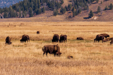 A small herd of American Bison (Bison bison) graze on the prairie under a blue sky with scattered clouds, The landscape has a plateau with a blue sky and white clouds overhead