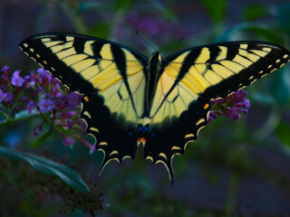 A vibrant yellow monarch butterfly rests on colorful flowers in a lush garden. A scene of nature's beauty in the warm light of late afternoon, showcasing delicate details.
