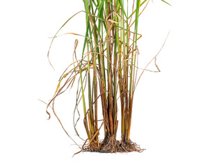 photos of rice plant roots or grass with roots and green rice leaves and yellow dry leaves isolated on white background.