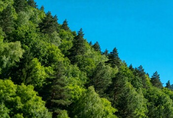 Fototapeta premium Lush green forest covering a hillside under a vibrant clear sky