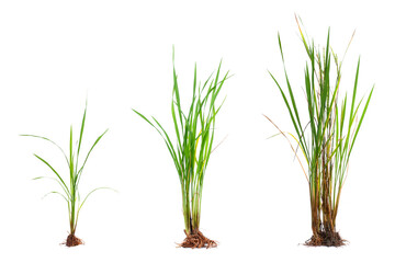 Set natural green rice plant or grass with roots, green rice leaves and dry yellow leaves isolated on white background.