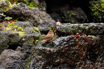 ミソサザイ, Eurasian Wren, Troglodytes troglodytes, ミソサザイ科,
山梨県富士吉田市大洞の水場-2025
山中湖の別荘地内にある水場。
崖から美しい清水が湧くポイントで、古くから登山者が水を飲んだり、野鳥が水浴びをしたりする。
