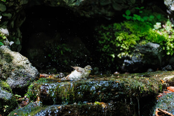 キビタキ, Narcissus Flycatcher, Ficedula narcissina,...