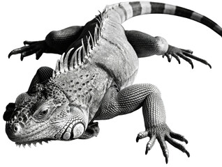 Monochrome close-up of a large iguana showing its intricate scales and powerful presence., transparent background png