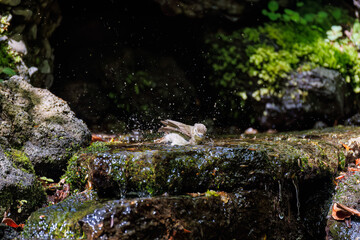 キビタキ, Narcissus Flycatcher, Ficedula narcissina, ヒタキ科
山梨県富士吉田市大洞の水場-2025
山中湖の別荘地内にある水場。
崖から美しい清水が湧くポイントで、古くから登山者が水を飲んだり、野鳥が水浴びをしたりする。
