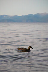 Mallard Hen riding the wake at sunset - Lake Tahoe, California