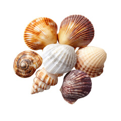 Beautiful and Colorful Seashells Collection on White Background for Nature and Beach Theme Projects