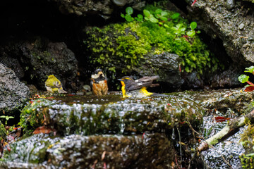 キビタキ（ヒタキ科）, Narcissus Flycatcher (Ficedula narcissina),
ヤマガラ（シジュウカラ科）, Varied Tit (Sittiparus varius),
メジロ, Japanese White Eye, Zosterops Japonica, メジロ科,
山梨県富士吉田市大洞の水場-2025
山中湖の別荘地内にある水場。
崖から美しい清水が湧く