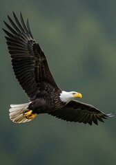Obraz premium Majestic Bald Eagle Soaring High.