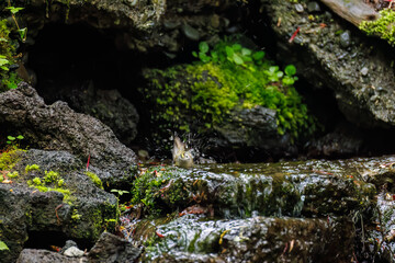 キクイタダキ, 
英名学名科目：Goldcrest, Regulus regulus, キクイタダキ科,
山中湖の別荘地内にある水場。
崖から美しい清水が湧くポイントで、古くから登山者が水を飲んだり、野鳥が水浴びをしたりする。
山梨県富士吉田市大洞の水場-2025
