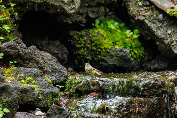 キクイタダキ,
英名学名科目：Goldcrest, Regulus regulus, キクイタダキ科,
山中湖の別荘地内にある水場。
崖から美しい清水が湧くポイントで、古くから登山者が水を飲んだり、野鳥が水浴びをしたりする。
山梨県富士吉田市大洞の水場-2025
