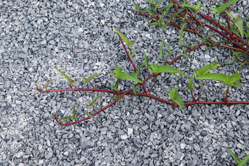 Green plant branch emerging between rocks on stony gravel construction ground