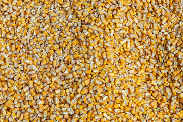 A pile of yellow corn kernels. The corn is scattered all over the ground.