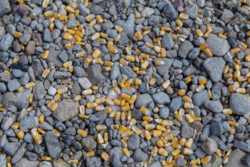 The corn is scattered all over the rocks.