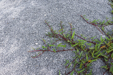 Small green plant sprouting from gravel ground surface at construction site