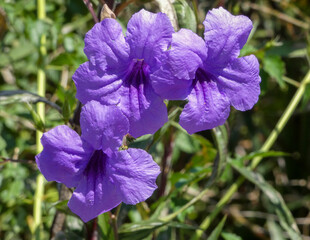 Three Mexican Bluebells