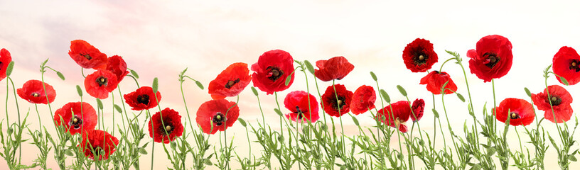 Fototapeta premium Bright red poppy flowers under beautiful sky, banner design