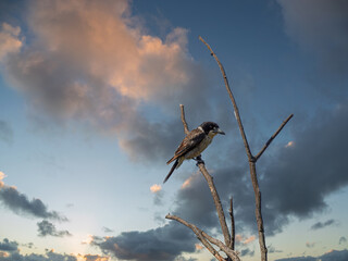 Butcher Bird Precariously Perched On Dead Wood