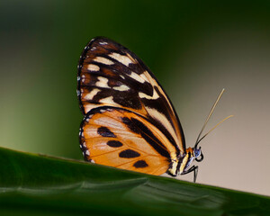 A vibrant butterfly with orange and black patterns sits quietly on a green leaf in a lush setting. Natural sunlight highlights its colorful wings, creating a beautiful scene in nature.