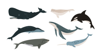 Collection of cartoon whales and a narwhal