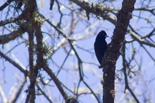 Yellow-winged Cacique from Celestino Gelsi Dam, Tucum&aacute;n, Argentina.