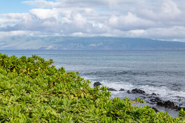 Scaevola taccada,beach cabbage, sea lettuce, or beach naupaka, is a flowering plant in the family Goodeniaceae. Napili Bay, West Maui, Hawaii. Lava flows, Honolua Volcanics ( Pleistocene )