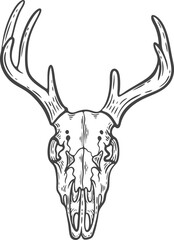 Animal skull with antlers engraving, halloween decoration, white skeletal head isolated