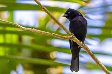 Shiny cowbird - Molothrus bonariensis 