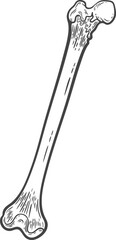 Bone long engraving, halloween decoration, white skeletal part isolated, hand-drawn spooky bone