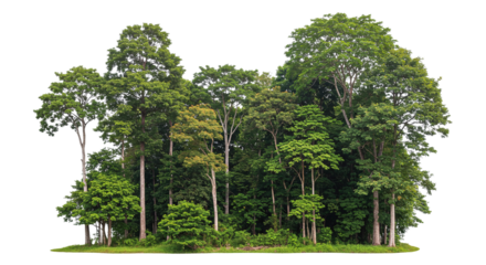 Lush Green Forest Cluster. Isolated on transparent background, png