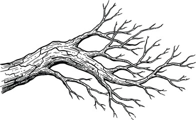 Fototapeta premium Detailed Black and White Illustration of a Gnarled Tree Branch with Many Twigs wood nature
