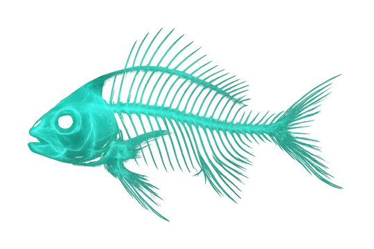 Fish skeleton xray view showing internal anatomy