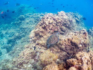 アオウミガメ,  
英名学名科目：Green Turtle, Green Sea Turtle, Chelonia mydas, ウミガメ科,
水面にはスキンダイバーが泳いでいる。
他の群れ。
静岡県伊豆半島南伊豆町中木ヒリゾ浜-2025年
