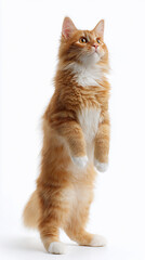 Fototapeta premium Ginger cat standing on hind legs against white background 