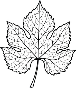 Detailed black and white line drawing of a single grape leaf with prominent veins plant nature