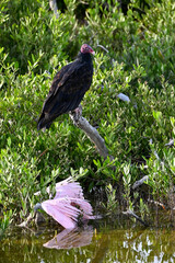 Turkey vulture