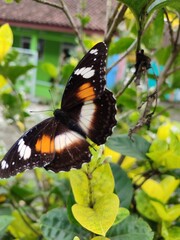 butterfly on a flower