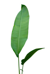 Tropical banana leaf isolated on background. Nature palm green leaf for eco design, botanical illustration, organic branding, spa packaging, nature concept, and summer themed creative compositions