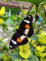 butterfly on flower