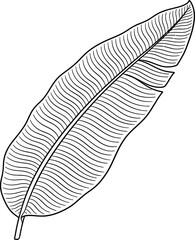 Detailed black and white outline drawing of a long, slender banana leaf with prominent veins Keywords: Banana leaf, outline, drawing, illustration, tropical, plant, foliage, leaf, nature