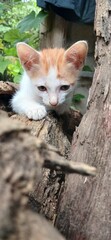 A small white and gray kitten sitting on a wooden log surrounded by lush green nature. The image captures innocence, simplicity, and tranquility, perfect for pet, nature, and countryside lifestyle the