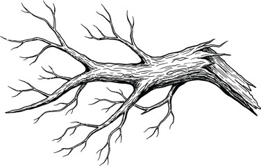 Black and White Illustration of a Gnarled Fallen Tree Branch with Multiple Twigs wood