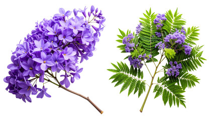  Two Jacaranda Branch Variations Bundle with Purple Blossoms isolated on transparent background.