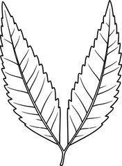 Two Serrated Leaf Outlines Facing Each Other with Vein Details leaves veined